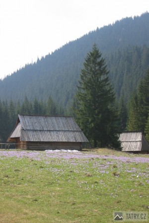 dolina Kościeliska - salaše a šafránové louky