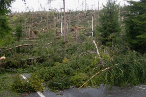 Polámané stromy, ktoré za sebou nechal prepadavý vietor na Vyšných Hágoch - autor Igor Cpin