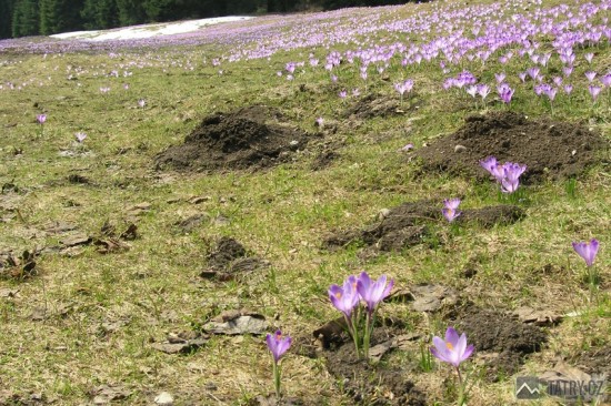 Jarní záplava šafránů v dolině Kościeliska