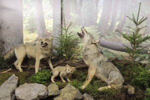 Vlci v Muzeu TANAPu