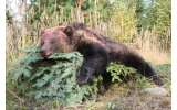 Zastřelená medvědice na Sibíri
