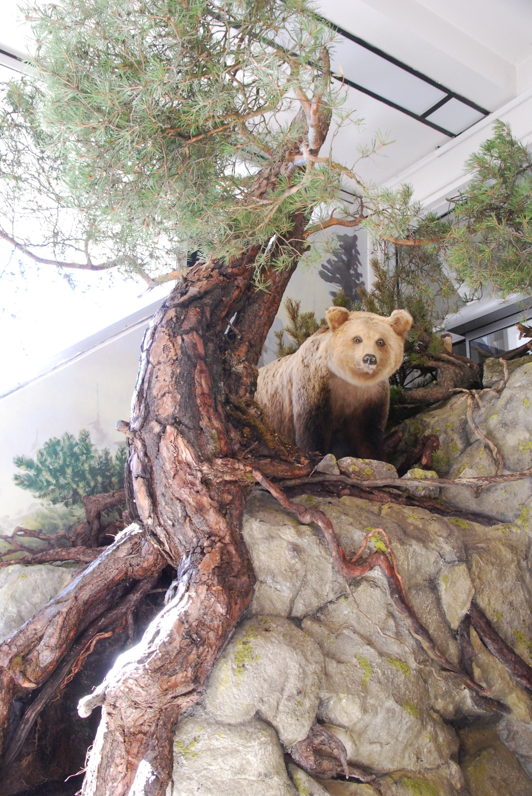 Brloh medvěda v Muzeu TANAPu