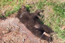 Mrtvé medvídě