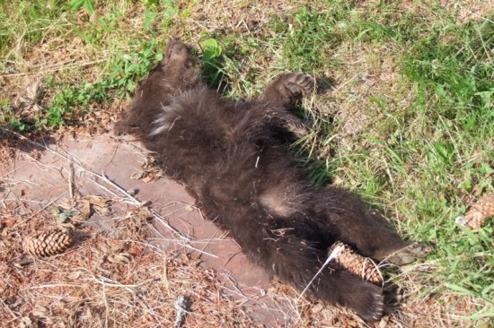 Mrtvé medvídě